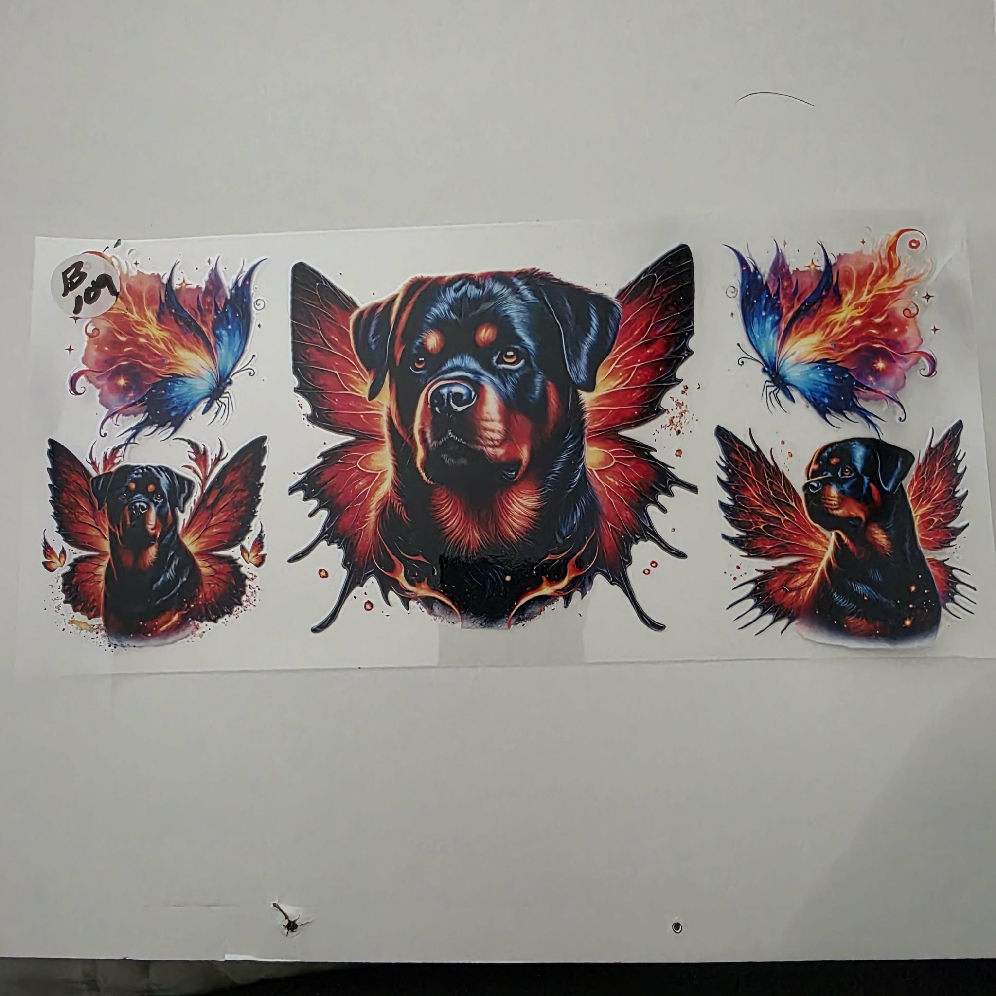 ANIMAL B109